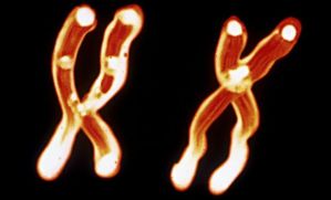 x-chromosome-afp_0